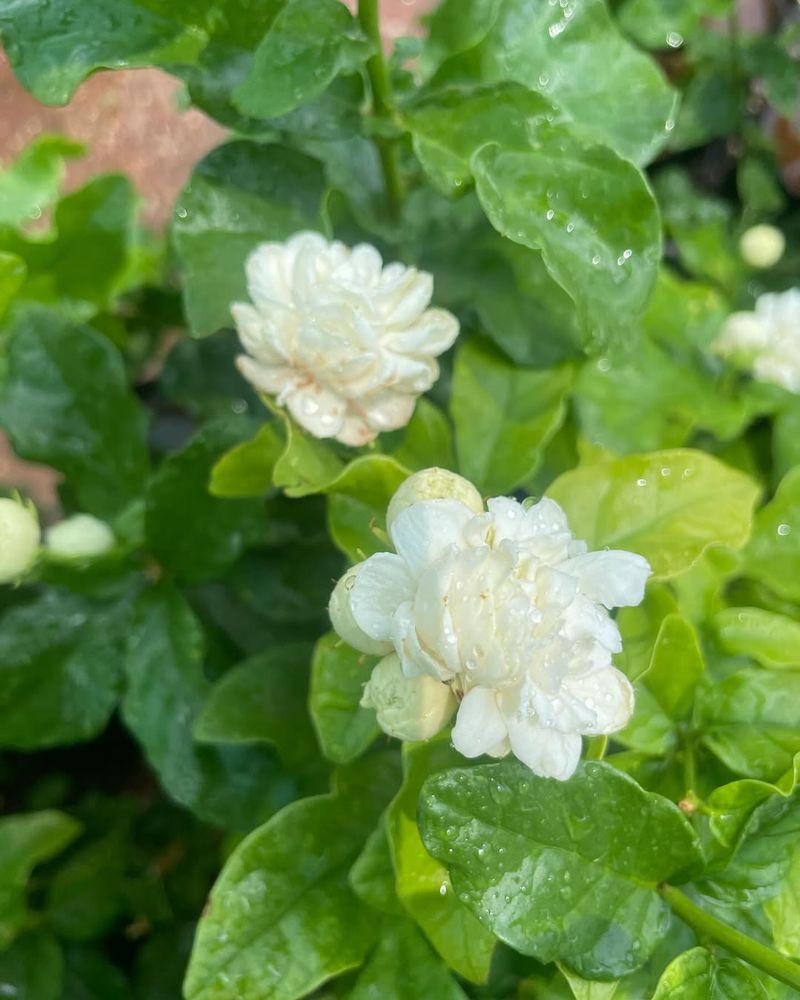 Arabian Jasmine