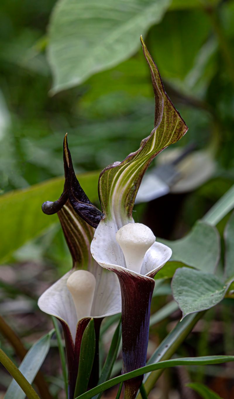 Arisaema Sikokianum (Japanese Cobra Lily)