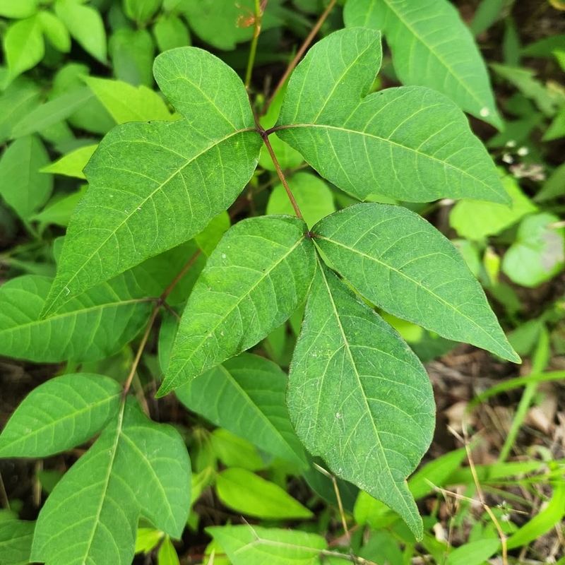 Leaves Of Three, Let It Be: Identifying Poison Ivy In Georgia