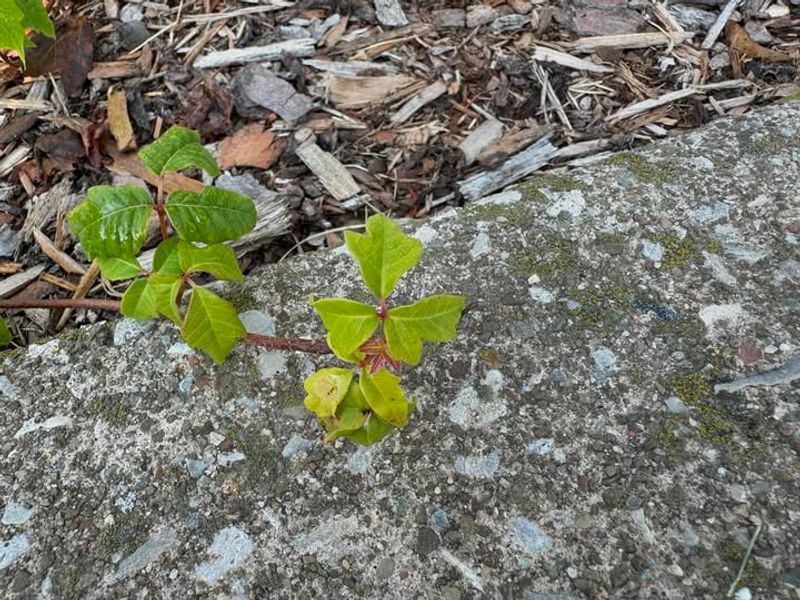 The Rash From Poison Ivy Is Not Contagious Between People