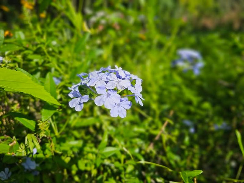 Leadwort