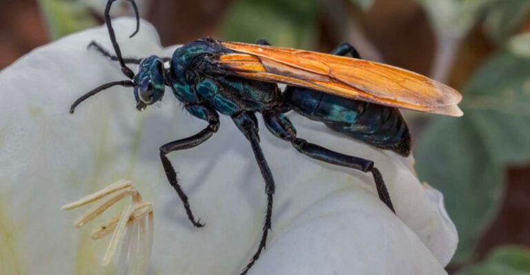 tarantula hawk wasp