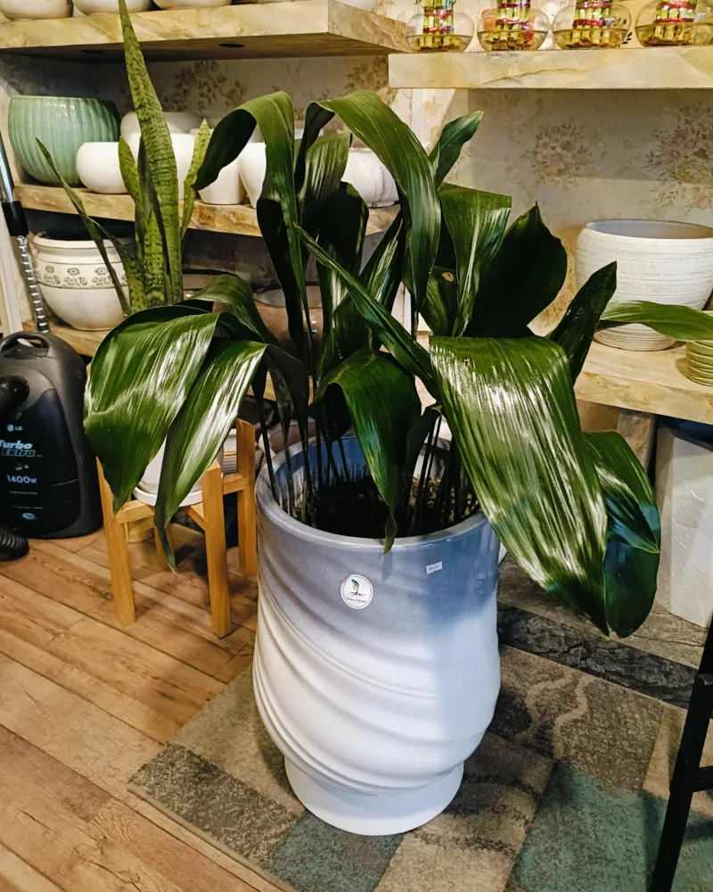 Cast Iron Plant For Low-Light, Pet-Safe Homes