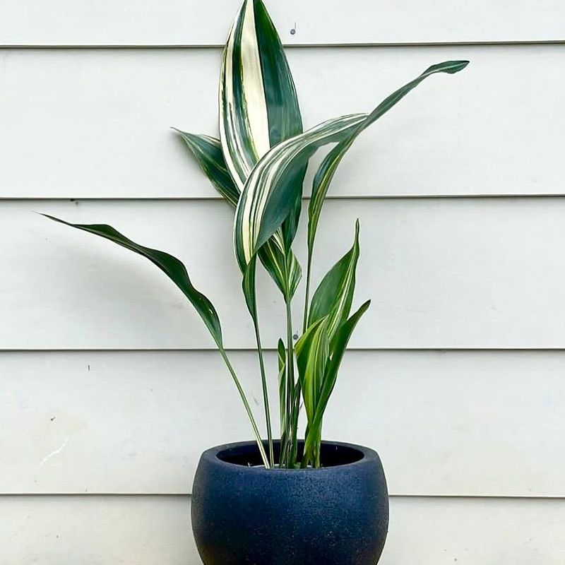Cast Iron Plant For Low-Light, Pet-Friendly Rooms