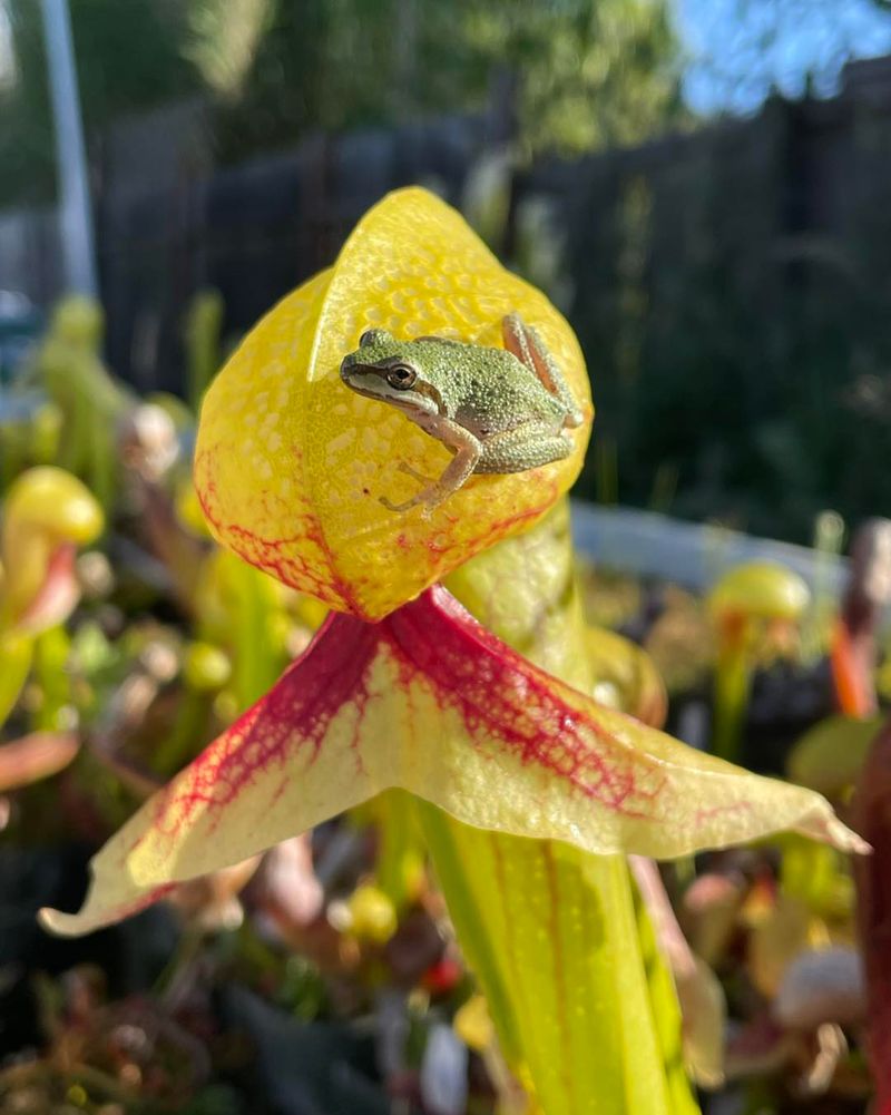 Conservation Status And Protection