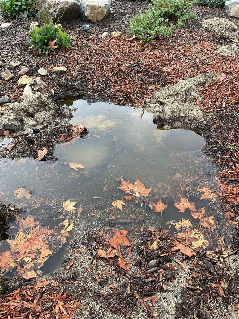Rain Gardens and Bioswales