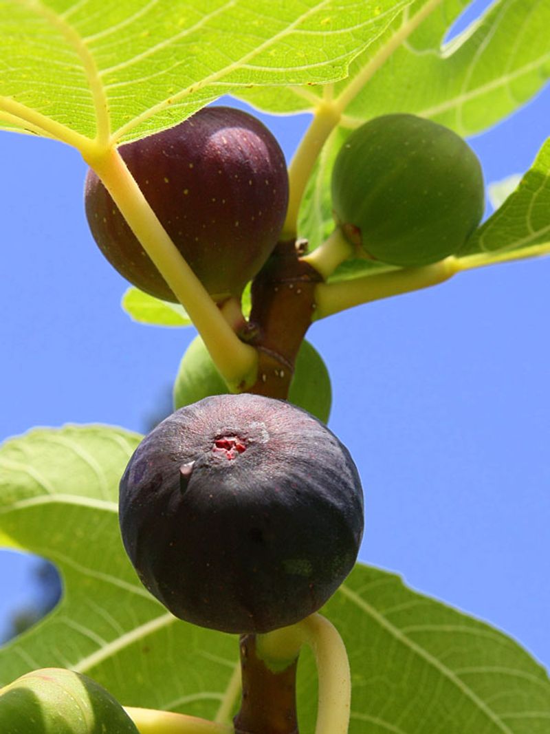 Fig