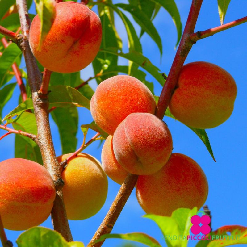 Peach (Prunus Persica - Low-Chill Varieties)