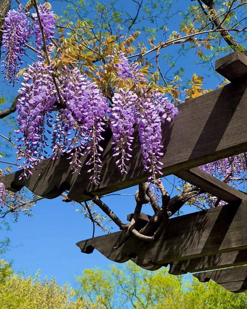 Wisteria Vines
