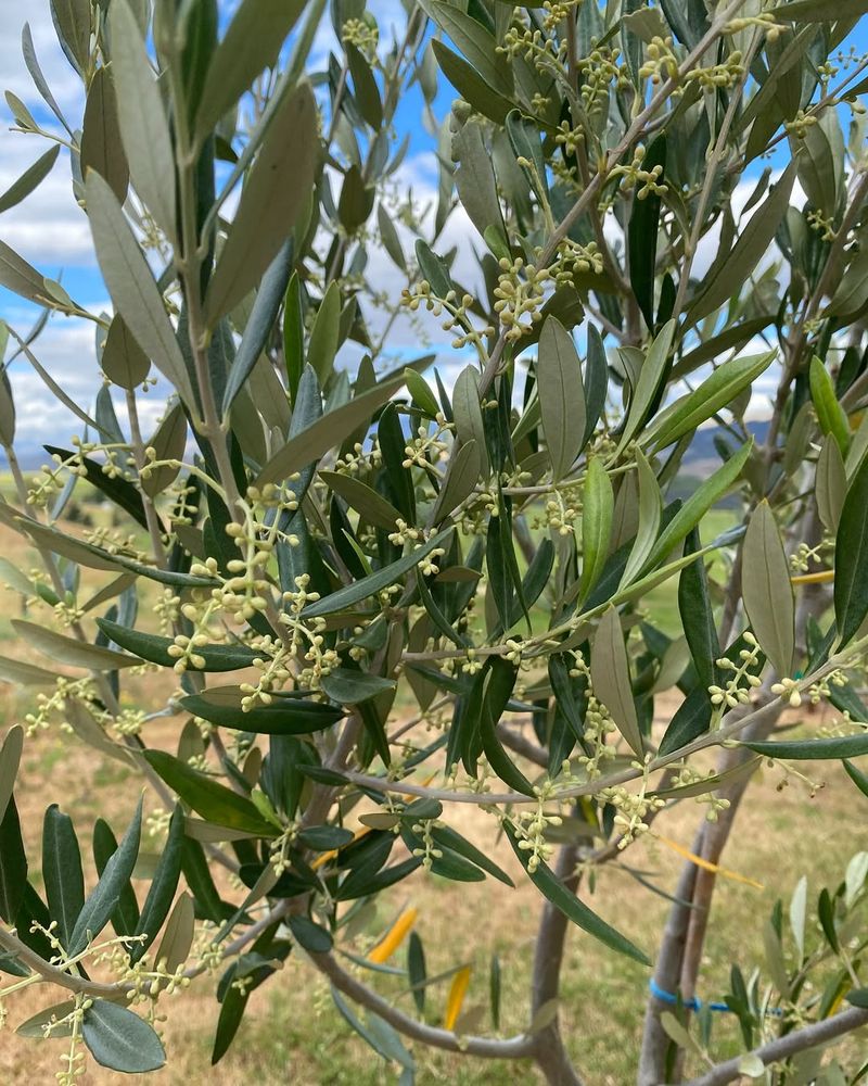 Olive Trees