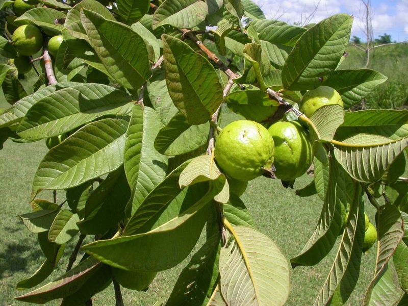 Guava Trees For Warm-Climate Speed