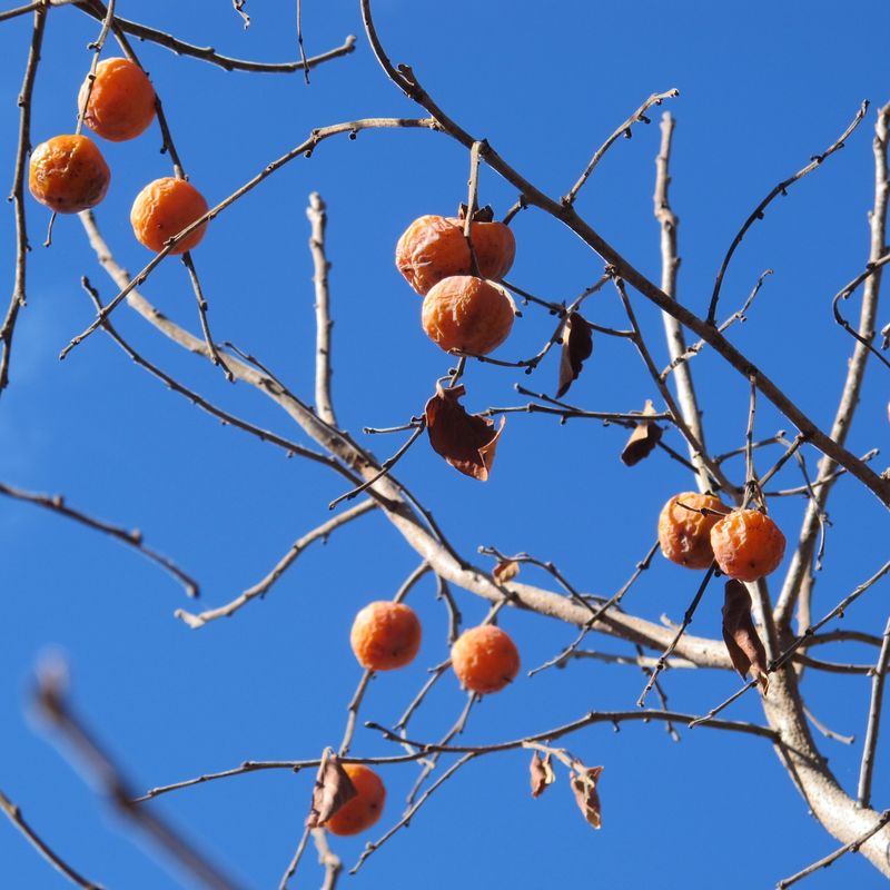Persimmon Trees