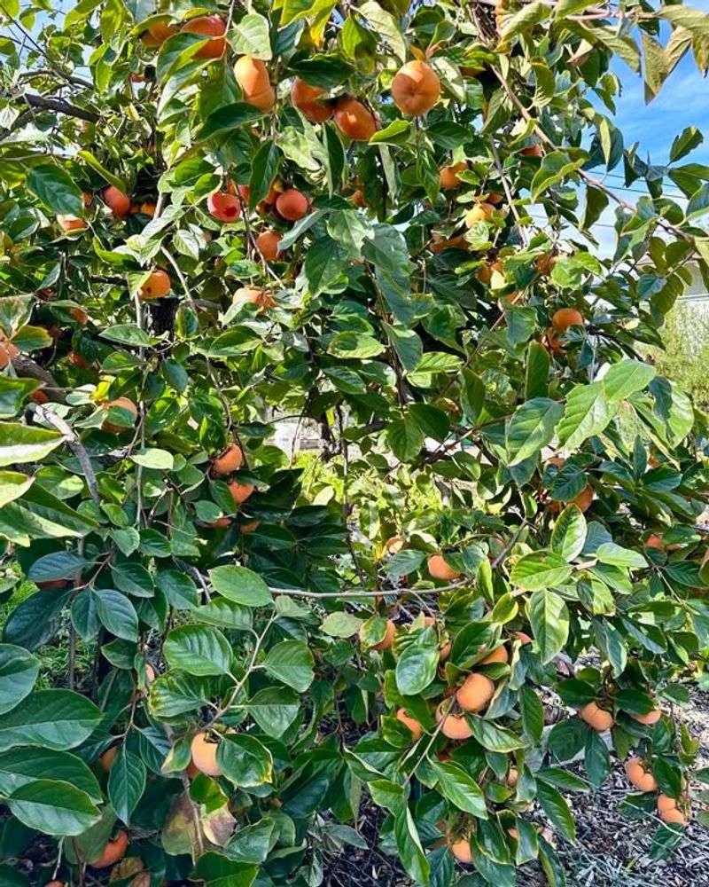 Persimmon (Fuyu Or Jiro)