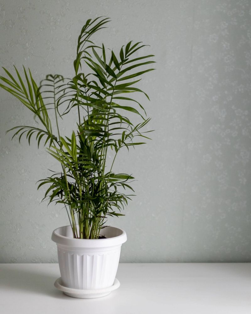 Parlor Palm