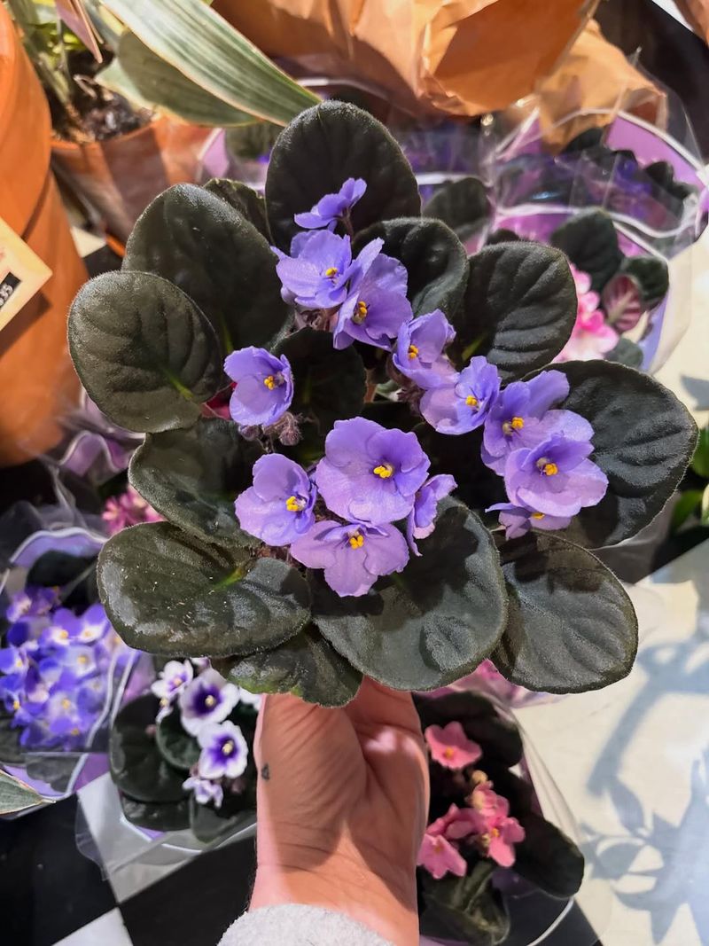 African Violet