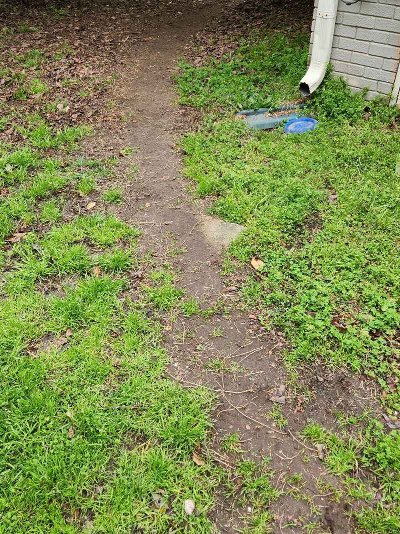 Foot Traffic Damages Weak Shade Grass