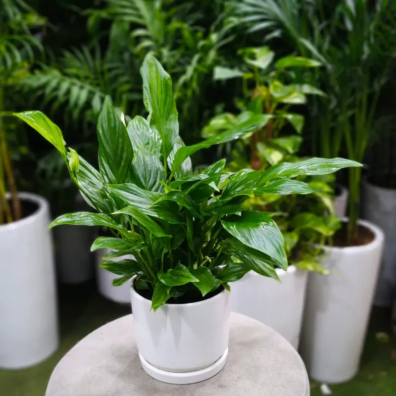 Lack Of Flowering On Blooming Houseplants