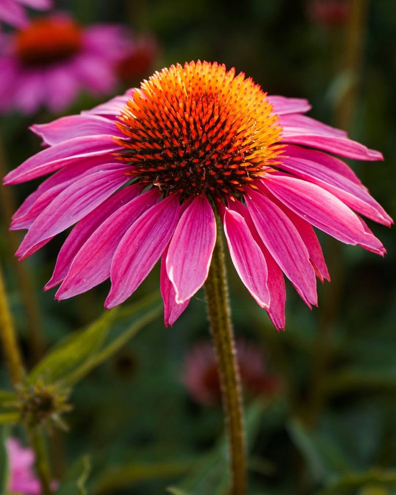Coneflower