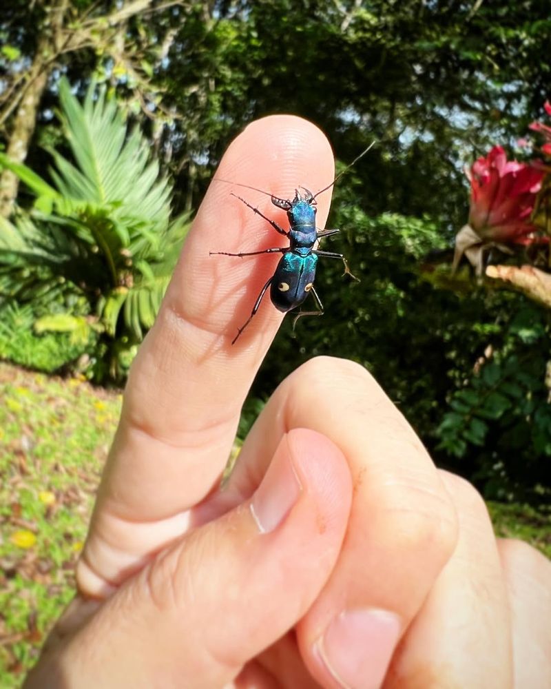 Simple Steps to Encourage Beetles in Your Yard