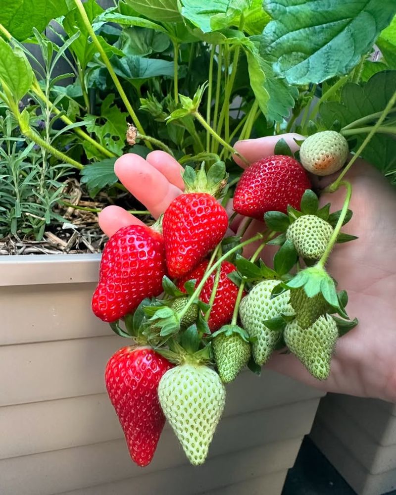 Containers Prevent Roots From Sitting In Wet Soil