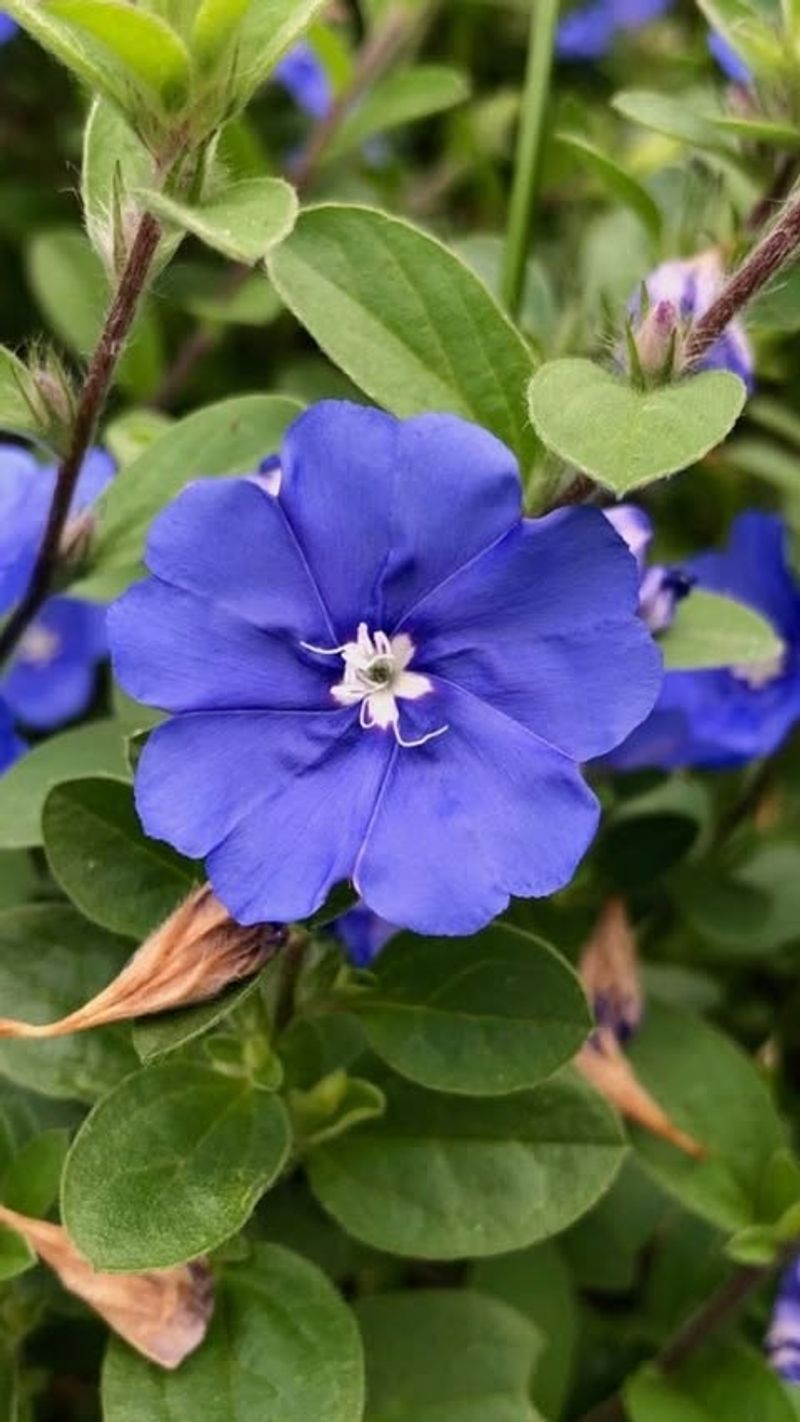 Blue Daze (Evolvulus)