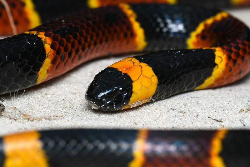 Coral Snake