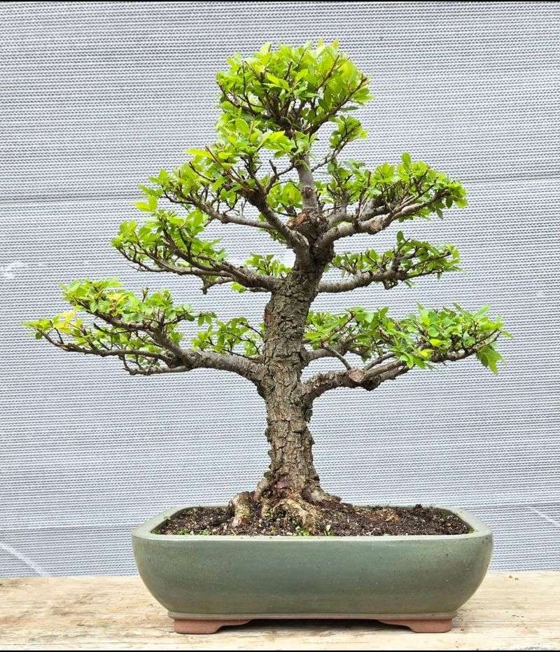 Chinese Elm (Ulmus Parvifolia)