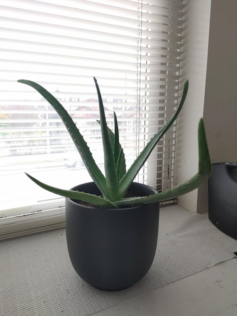 Wait Before Watering After Repotting