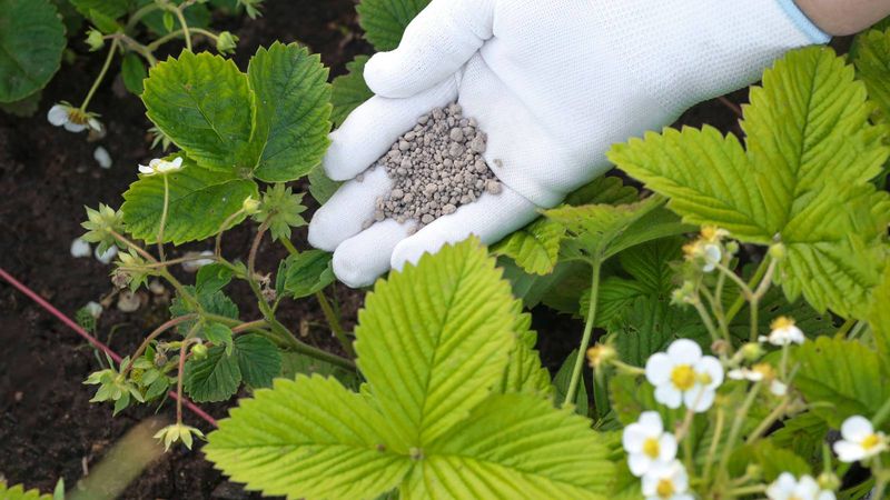 Feed Regularly With Balanced Organic Fertilizers