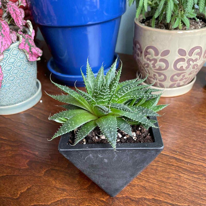 Backfill With Soil Without Compacting