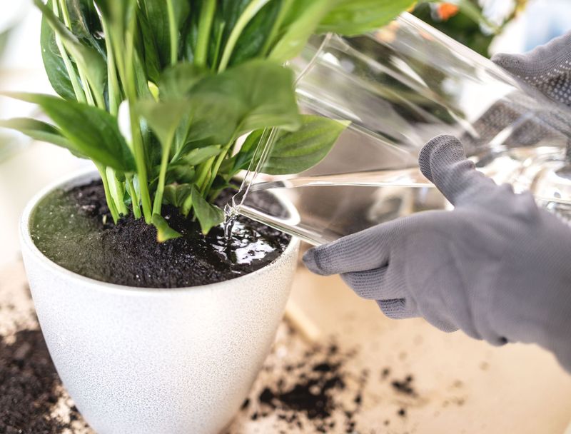 Water Thoroughly And Place In Proper Location