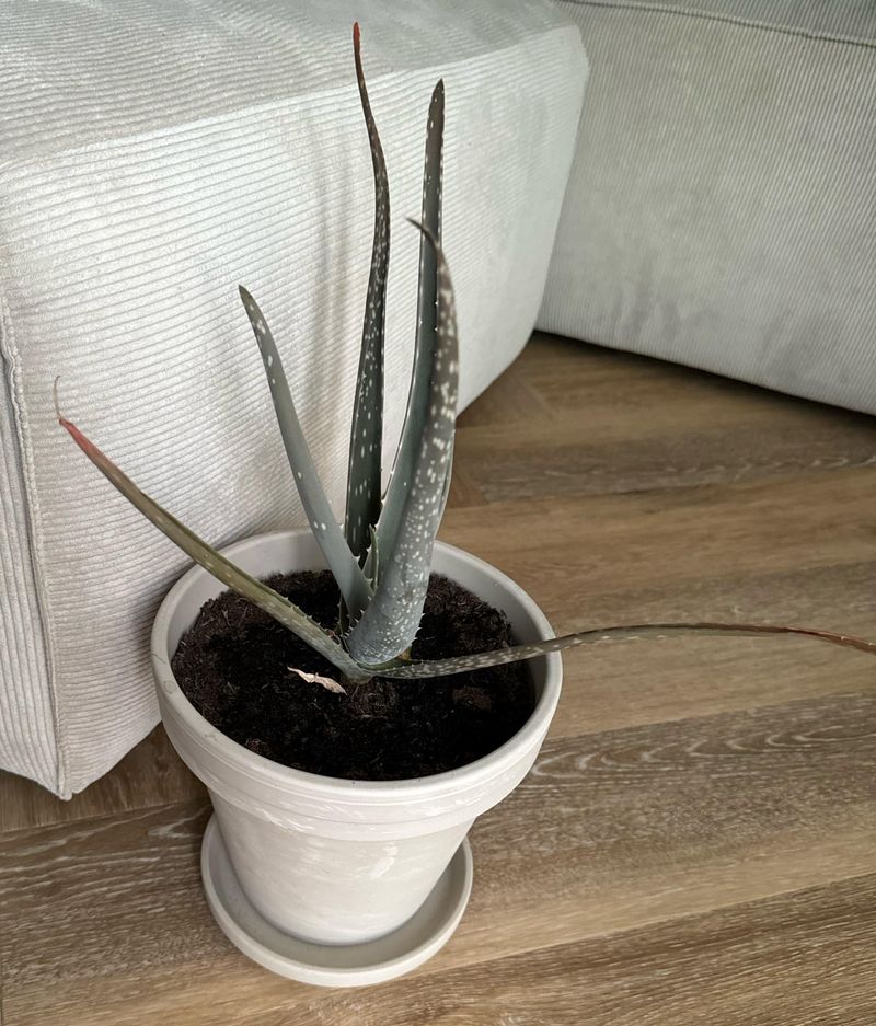 Wait Before Watering Your Repotted Aloe