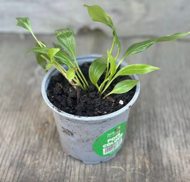 Fill In With Fresh Soil And Press Lightly To Settle