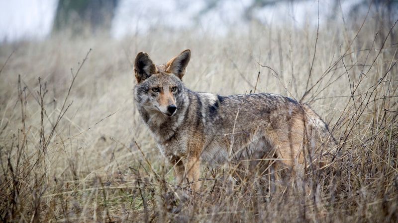 Coyotes And Why You Hear Them More Than You See Them