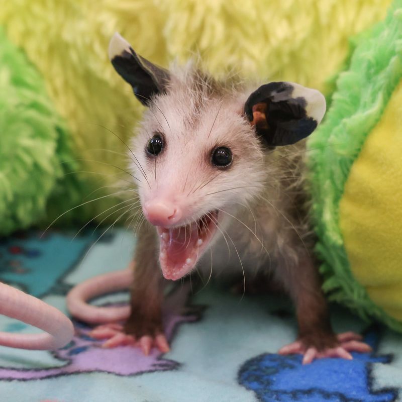 Temporary Visitors, Not Permanent Residents