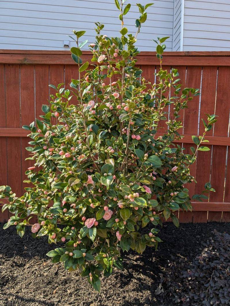 This Quick Cutback Move Creates Fuller, Better-Shaped Plants