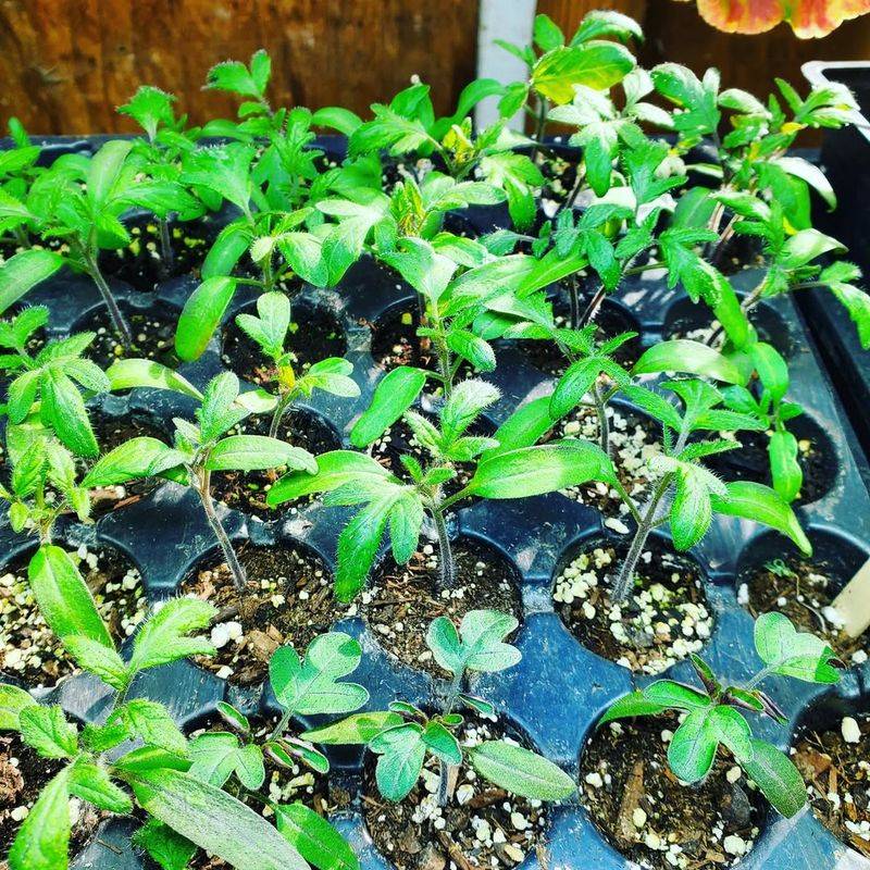 Flexible Crop Variety Selection