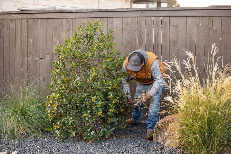Final Tips For Winter Pruning Shrubs In Texas Gardens