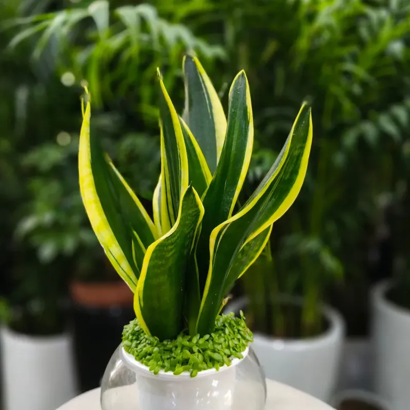 Snake Plant