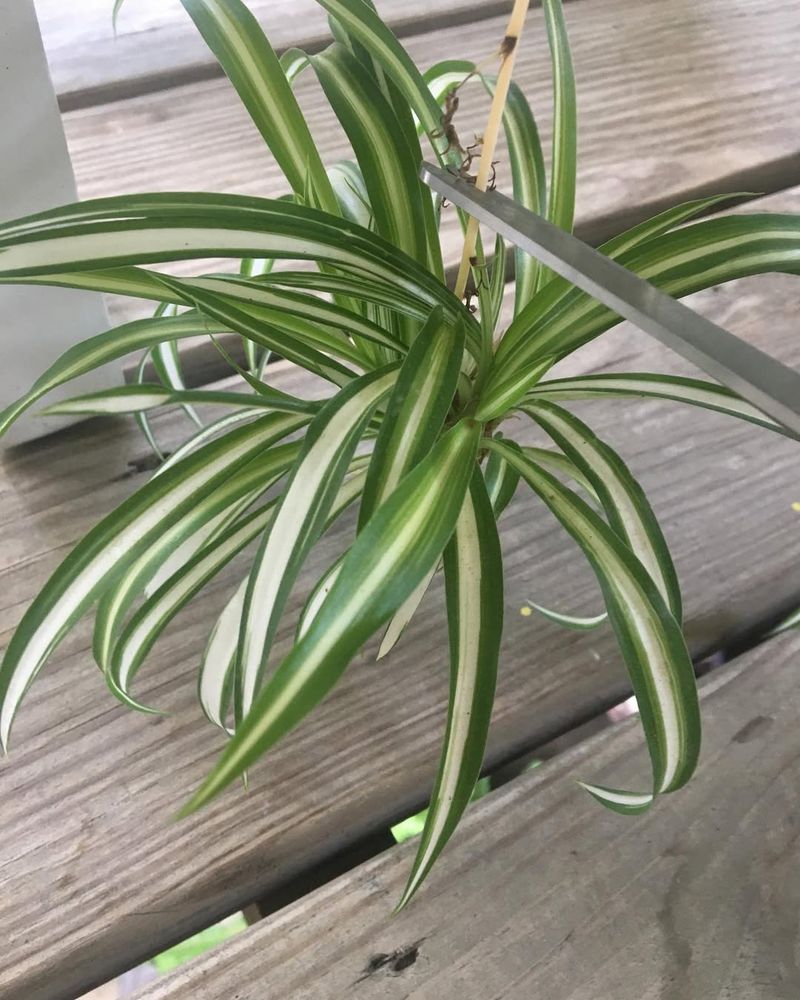Spider Plant