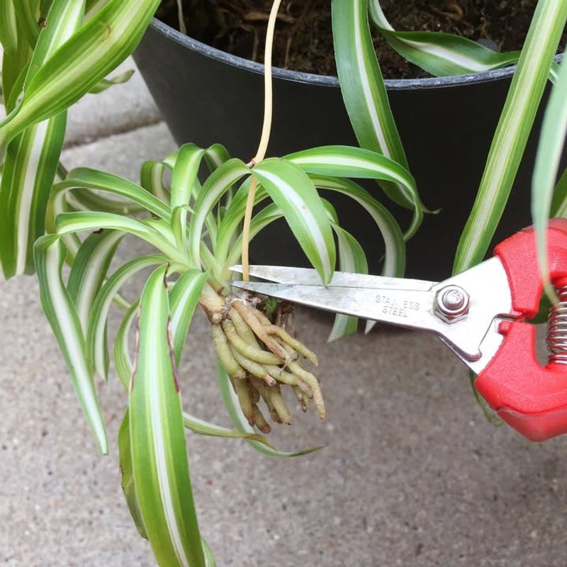 Spider Plant