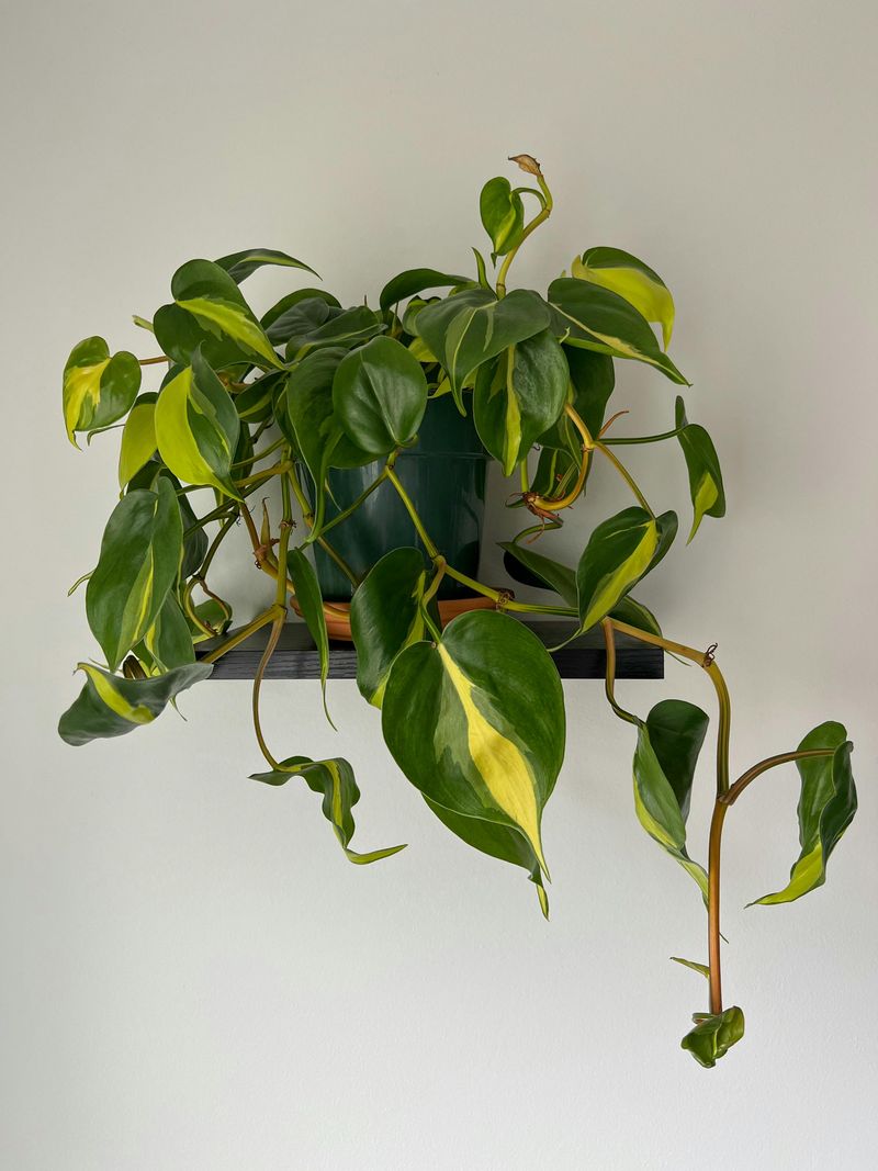 Philodendron Heartleaf