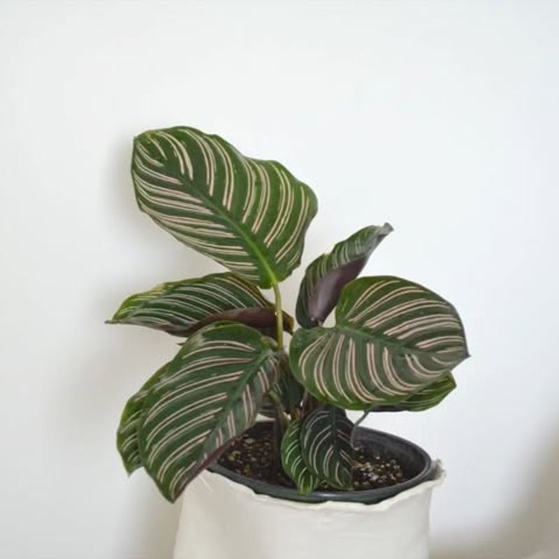 Calathea