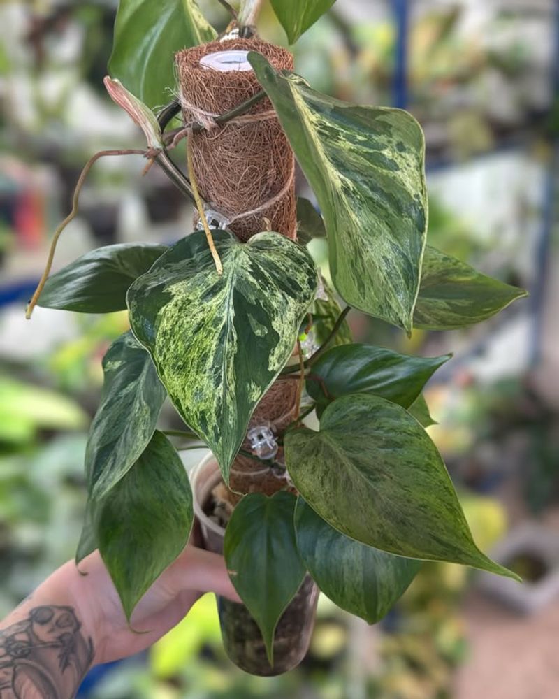 Heartleaf Philodendron