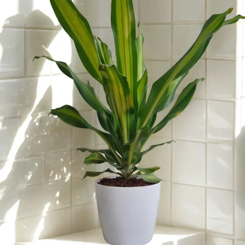 Dracaena