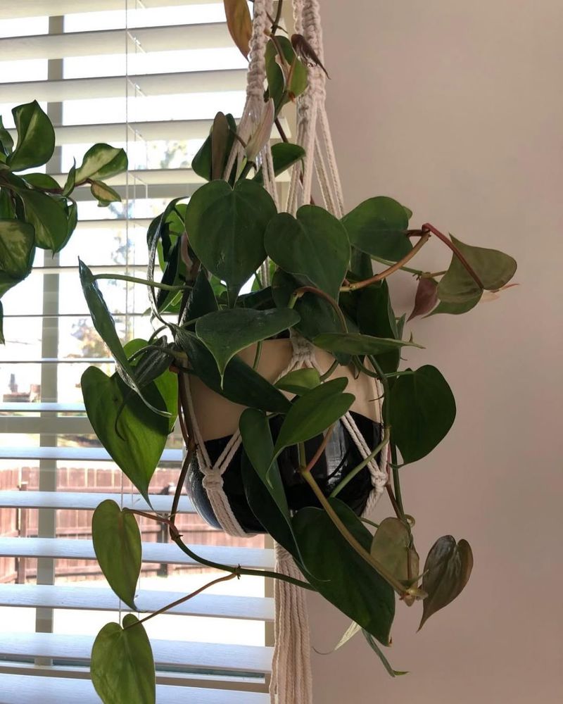Heartleaf Philodendron