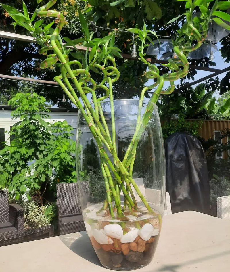 Lucky Bamboo