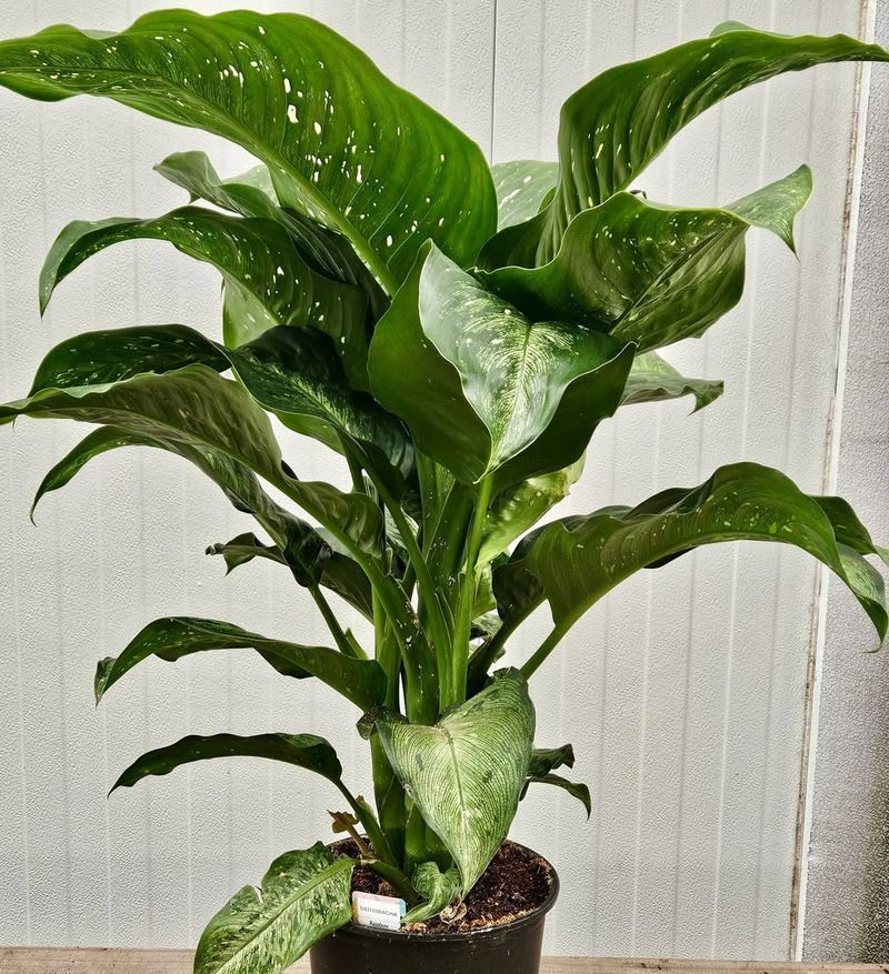 Dieffenbachia
