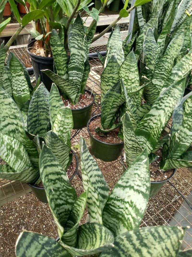 Snake Plant