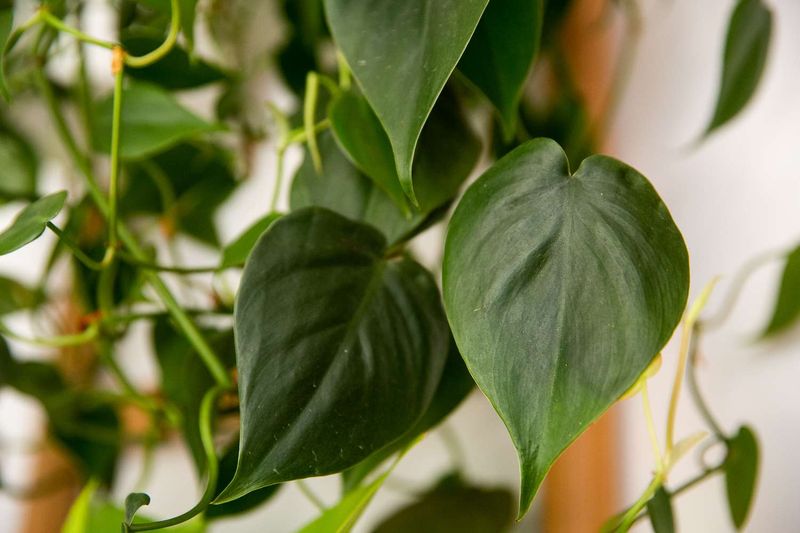 Philodendron Heartleaf (Philodendron Hederaceum)